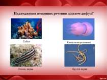 Надходження поживних речовин шляхом дифузії Губки Кишковопорожнинні Плоскі че...