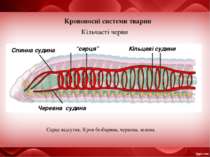 Кровоносні системи тварин Кільчасті черви Спинна судина “серця” Кільцеві суди...