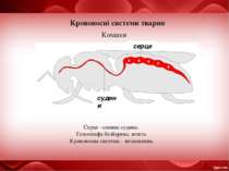 Кровоносні системи тварин Комахи серце судини Серце –спинна судина. Гемолімфа...