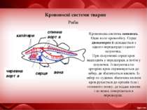 Кровоносні системи тварин Риби серце спинна аорта Кровоносна система замкнена...