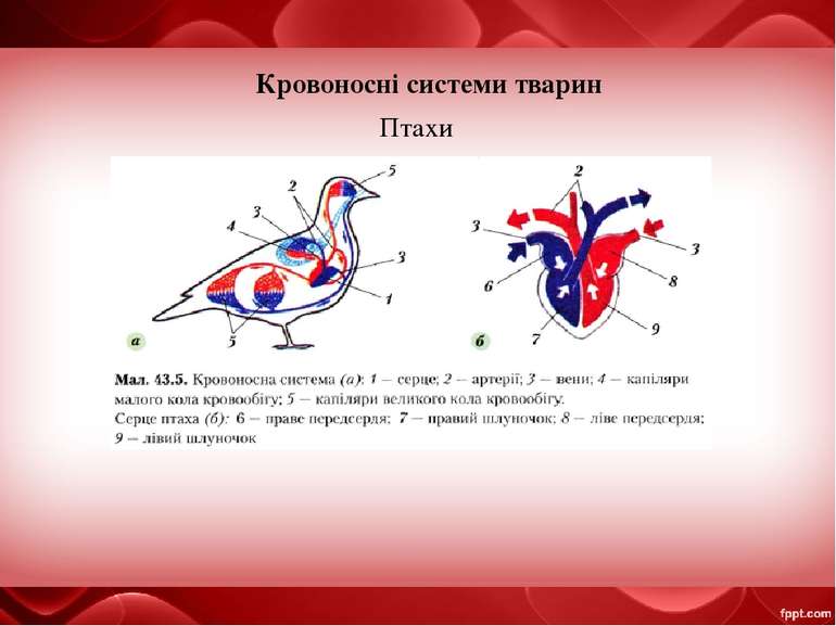 Кровоносні системи тварин Птахи Судини великого кола кровообігу