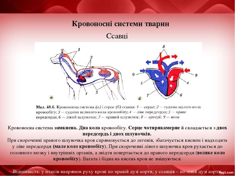 Кровоносні системи тварин Ссавці Кровоносна система замкнена. Два кола кровоо...