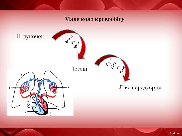 Мале коло кровообігу Шлуночок Легені Ліве передсердя Артеріальна кров Венозна...