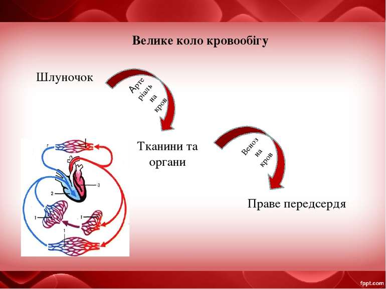 Велике коло кровообігу Шлуночок Тканини та органи Праве передсердя Артеріальн...