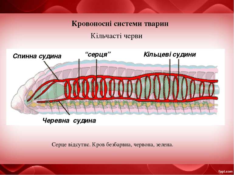 Кровоносні системи тварин Кільчасті черви Спинна судина “серця” Кільцеві суди...