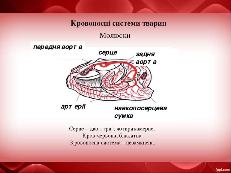 Кровоносні системи тварин Молюски серце задня аорта Серце – дво-, три-, чотир...