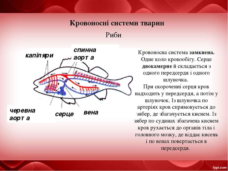 Кровоносні системи тварин Риби серце спинна аорта Кровоносна система замкнена...