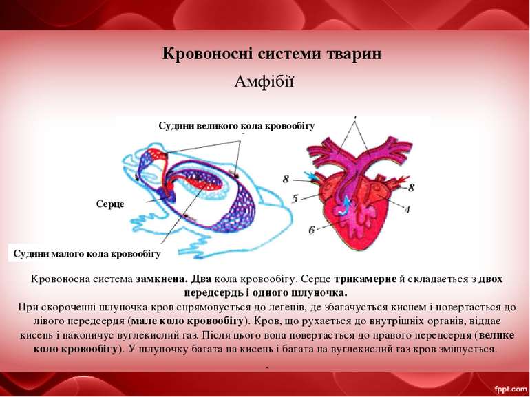 Кровоносні системи тварин Амфібії Серце Судини великого кола кровообігу Крово...