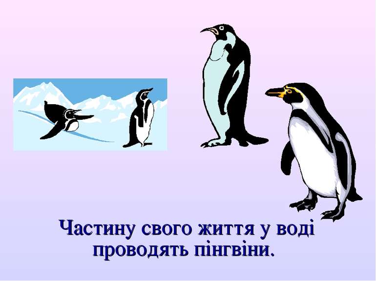 Частину свого життя у воді проводять пінгвіни.