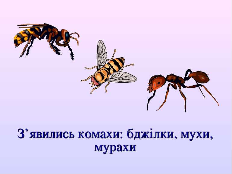 З’явились комахи: бджілки, мухи, мурахи