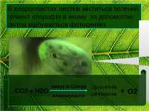 В хлоропластах листків міститься зелений пігмент хлорофіл в якому за допомого...