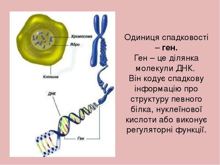 Одиниця спадковості – ген. Ген – це ділянка молекули ДНК. Він кодує спадкову ...