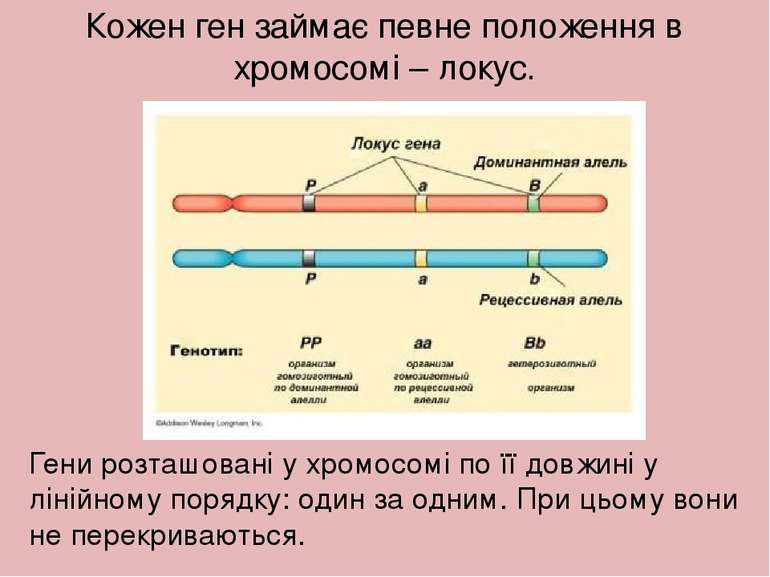 Кожен ген займає певне положення в хромосомі – локус. Гени розташовані у хром...