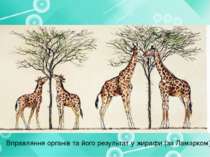 Вправляння органів та його результат у жирафи (за Ламарком)