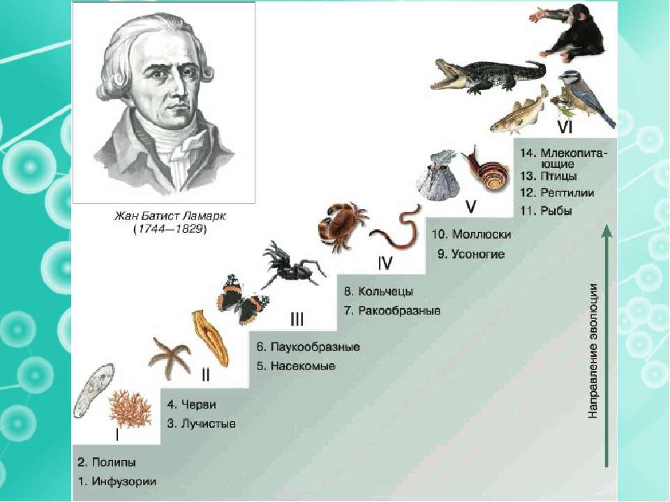 Уровни организации млекопитающих. Эволюционная теория жана Батиста Ламарка лестница.