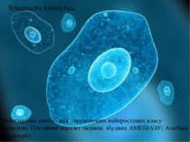 Дизентерійна амеба - вид паразитичних найпростіших класу саркодові. Постійний...