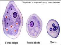 Морфологія: паразит існує у трьох формах.