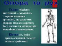Скелет (skeletos – висохший) – сукупність твердих тканин в організмі, що слуг...
