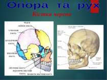 Кістки черепа