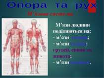 М’язова система М’язи людини поділяються на: м’язи голови; м’язи тулуба: груд...