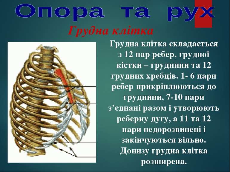 Грудна клітка Грудна клітка складається з 12 пар ребер, грудної кістки – груд...