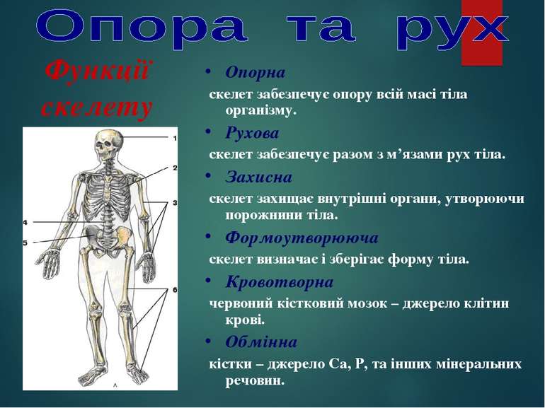 Опорна скелет забезпечує опору всій масі тіла організму. Рухова скелет забезп...