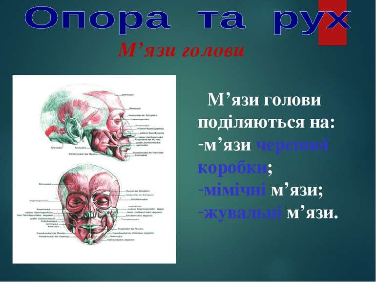 М’язи голови М’язи голови поділяються на: м’язи черепної коробки; мімічні м’я...
