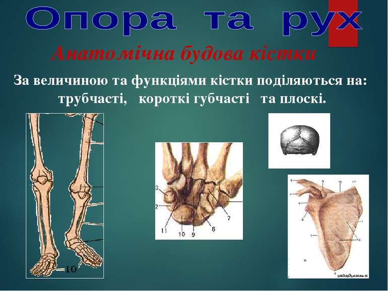 Анатомічна будова кістки За величиною та функціями кістки поділяються на: тру...