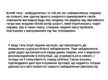 Білий тигр - найрідкісніша і в той же час найкрасивіша тварина на планеті, як...