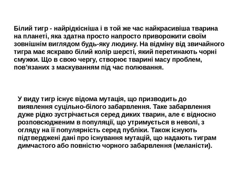 Білий тигр - найрідкісніша і в той же час найкрасивіша тварина на планеті, як...