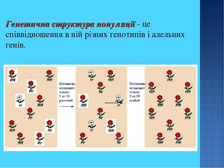 Генетична структура популяції - це співвідношення в ній різних генотипів і ал...