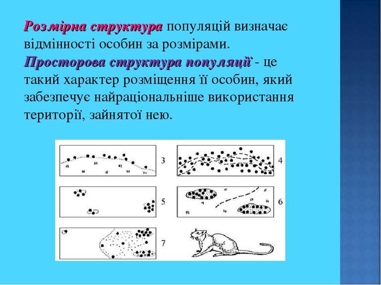 Розмірна структура популяцій визначає відмінності особин за розмірами. Просто...