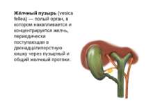 Жёлчный пузырь (vesica fellea) — полый орган, в котором накапливается и конце...