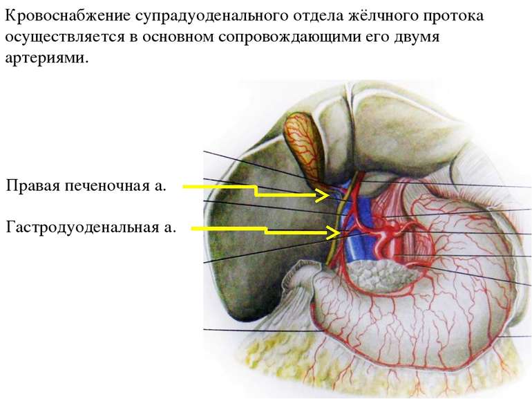 Кровоснабжение супрадуоденального отдела жёлчного протока осуществляется в ос...