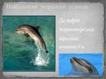 Найбільший морський ссавець Дельфін чорноморська афаліна: довжина-3 м, маса-д...