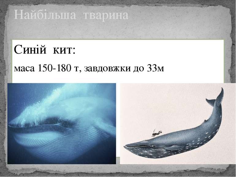 Синій кит: маса 150-180 т, завдовжки до 33м Найбільша тварина