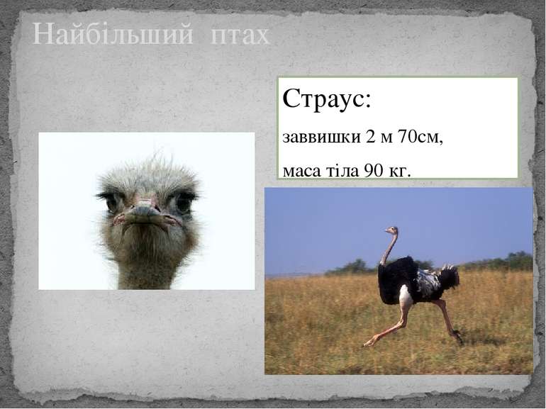 Найбільший птах Страус: заввишки 2 м 70см, маса тіла 90 кг.