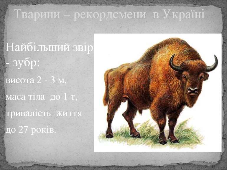 Тварини – рекордсмени в Україні Найбільший звір - зубр: висота 2 - 3 м, маса ...