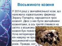 Восьминоге козеня У 2014 році у звичайнісінької кози, що належала хорватськом...