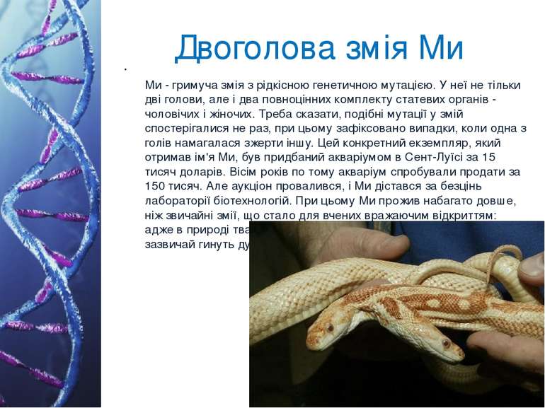 Двоголова змія Ми Ми - гримуча змія з рідкісною генетичною мутацією. У неї не...