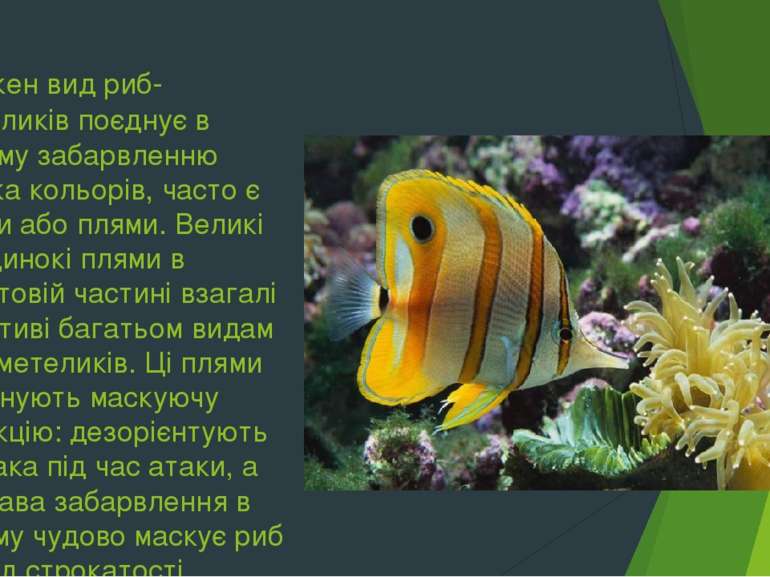 Кожен вид риб-метеликів поєднує в своєму забарвленню кілька кольорів, часто є...