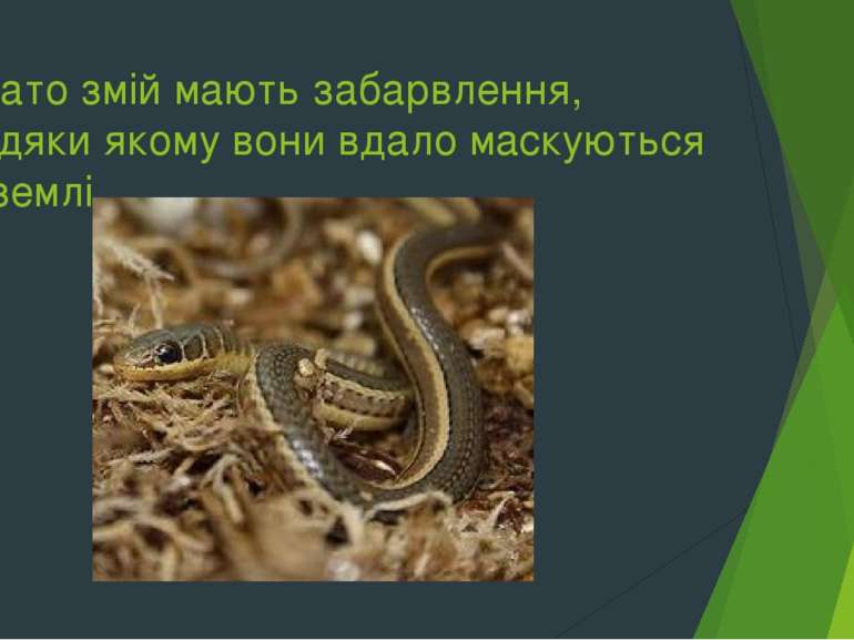 Багато змій мають забарвлення, завдяки якому вони вдало маскуються на землі.