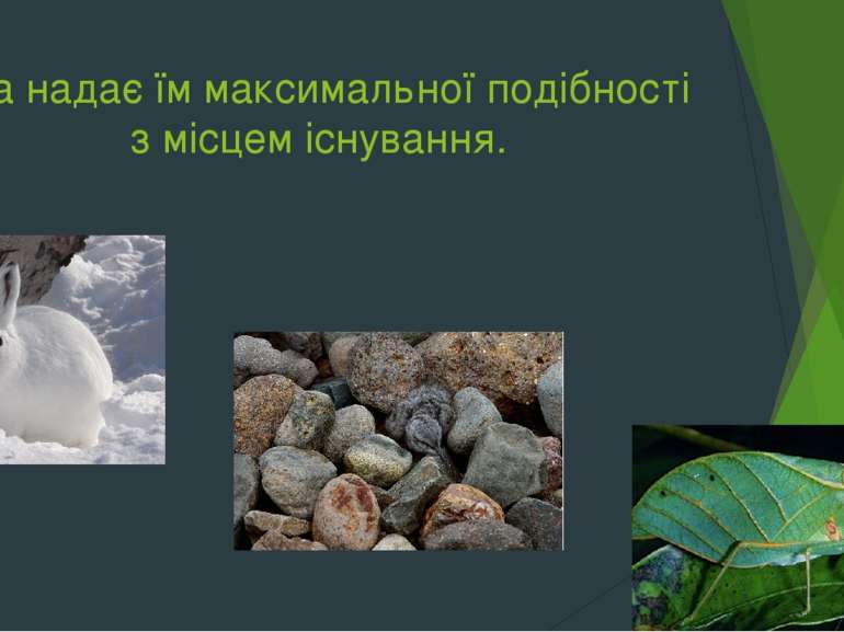 яка надає їм максимальної подібності з місцем існування.