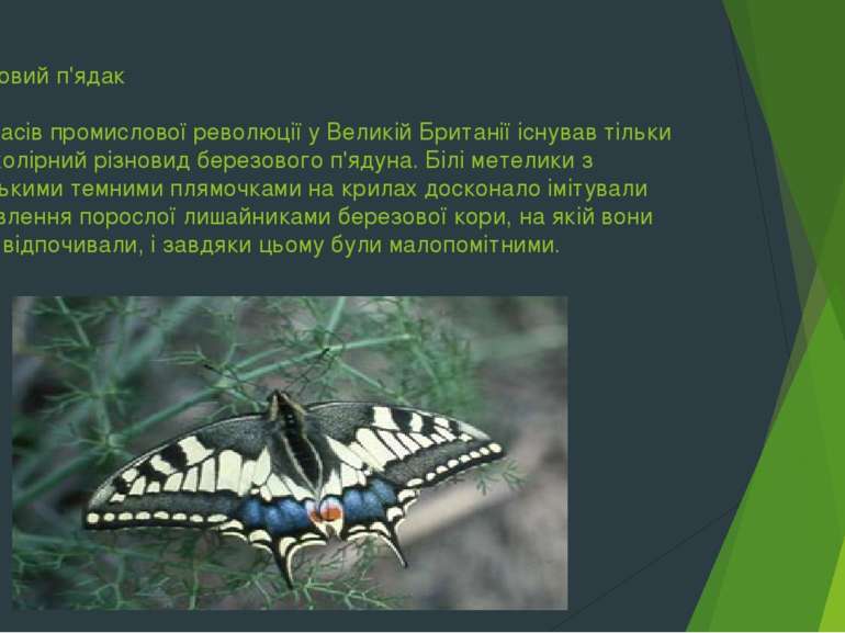 Березовий п'ядак До часів промислової революції у Великій Британії існував ті...