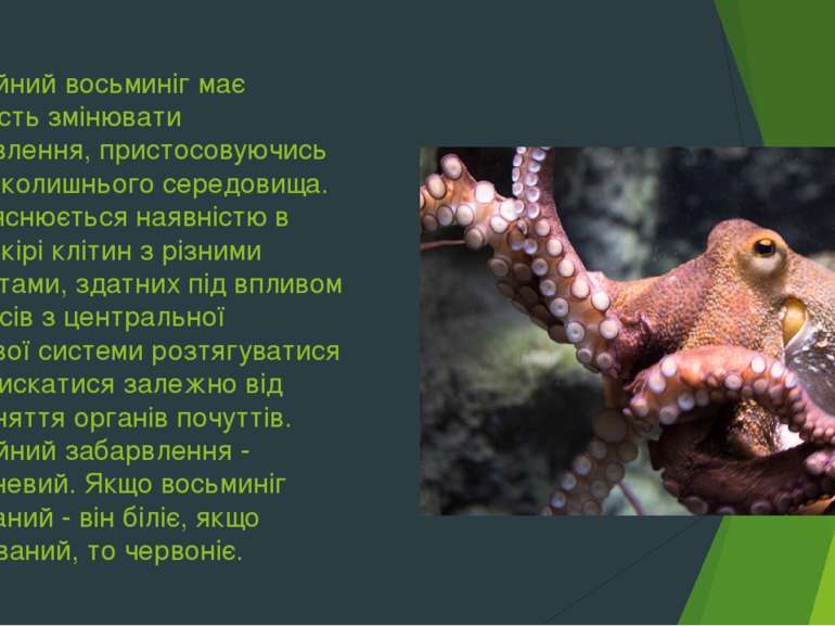 Звичайний восьминіг має здатність змінювати забарвлення, пристосовуючись до н...