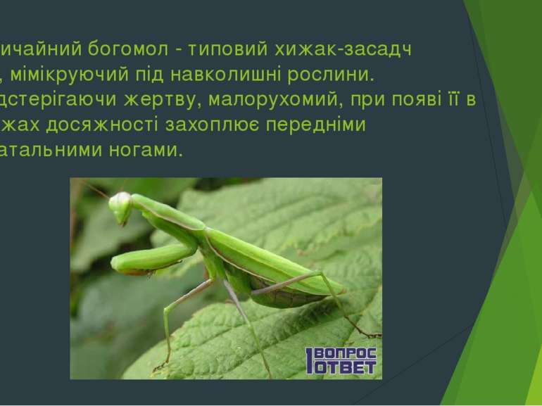 Звичайний богомол - типовий хижак-засадч ик, мімікруючий під навколишні росли...