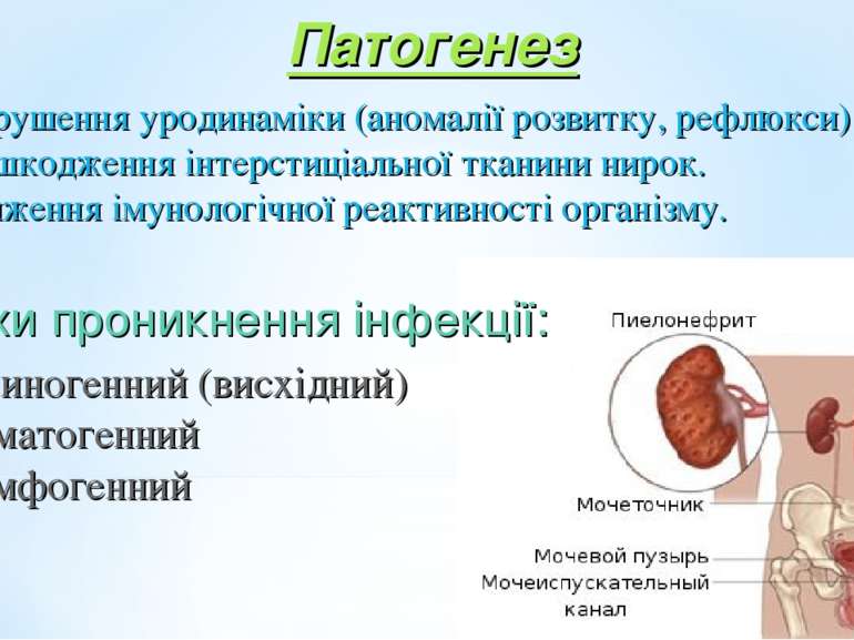 Патогенез Порушення уродинаміки (аномалії розвитку, рефлюкси). Пошкодження ін...