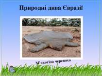 Природні дива Євразії М’якотіла черепаха