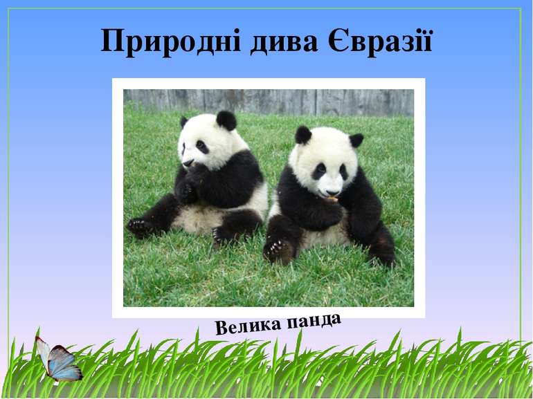 Природні дива Євразії Велика панда