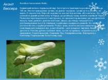 Аконіт Бессера Aconitum hesseranum Andrz,. Ендемічний волино-подільський вид....